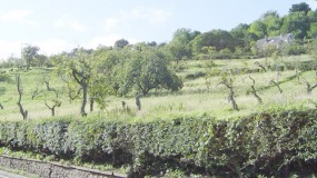 The Braes Hazlebank small
