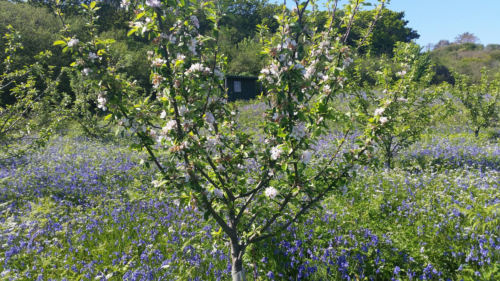 Image of a flowering apple tree with bluebells flowering underneath