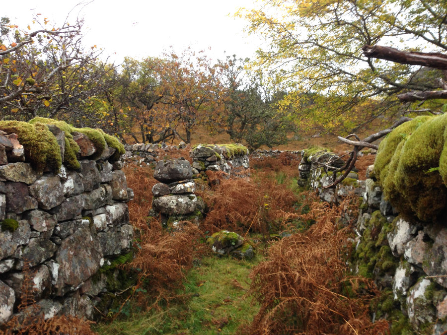 A photo of an abandonned orchard on Letterewe Estate